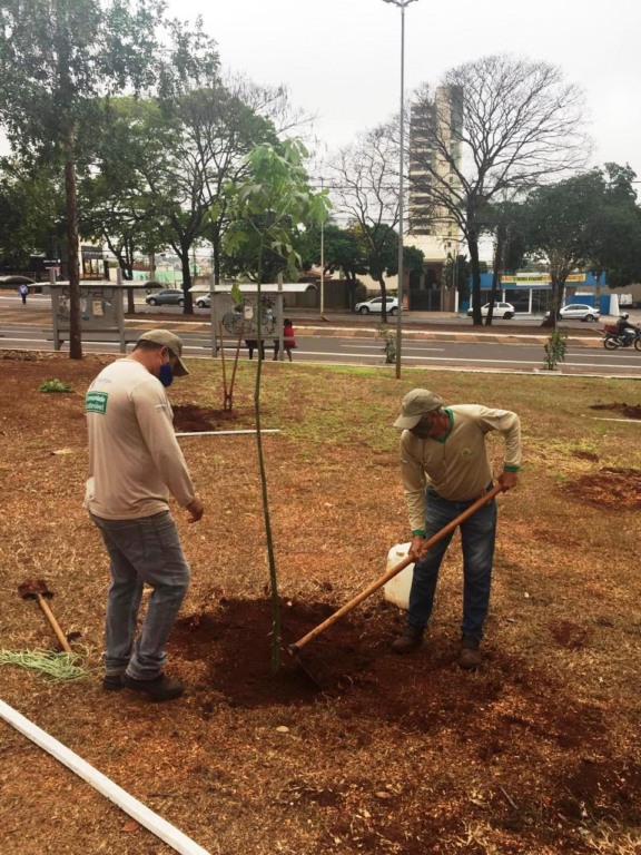 Primeira árvore plantada foi um Pau-Brasil - Divulgação