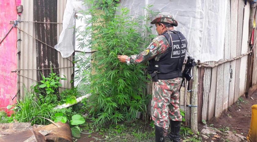 Plantação de maconha em Ladário - Divulgação/Polícia Militar Ambiental