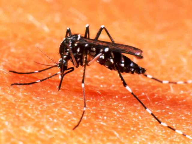 Dengue,  zika vírus e  chikungunya são doenças transmitidas pelo mosquito Aedes aegypti - Divulgação