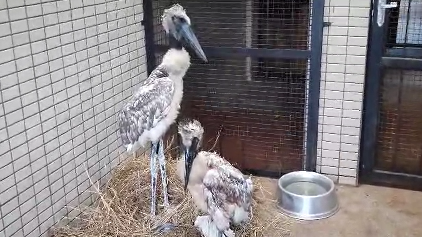 Animais foram encaminhados para o Cras em Campo Grande 