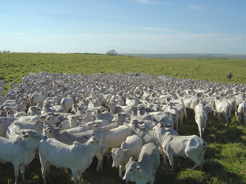 Gado no pasto: mesmo com entressafra, dificuldade nas negociações e preços impedem abates - Divulgação