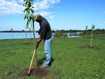 Mudas de árvores plantadas na Lagoa Maior - Divulgação