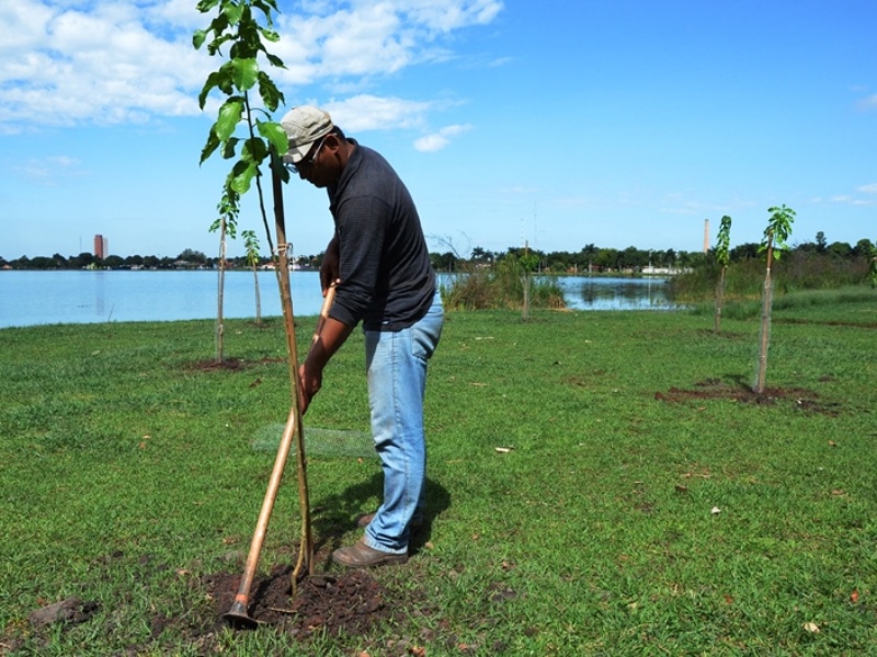 Mudas de árvores plantadas na Lagoa Maior - Divulgação