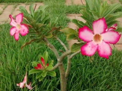 Rosa do Deserto; Mostra terá como expositor Orquidário de Santa Ana - Emily Longui