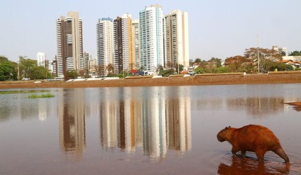 - Foto: Portal do MS