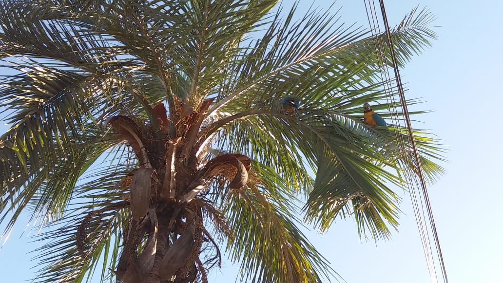 A sexta-feira em Paranaíba terá sol o dia todo sem nuvens no céu - Talita Matsushita/JPNEWS