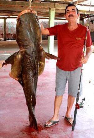 O tamanho do peixe chamou a atenção de curiosos -