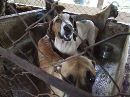 Por mês, 250 cachorros morrem por leishmaniose - Por mês, 250 cachorros morrem por leishmaniose -