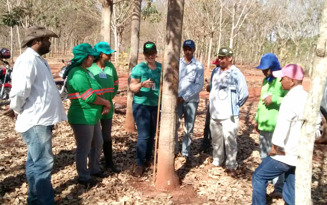 O curso de sangria de seringueira tem tido bastante procura no Município - Foto/Sindicato Rural