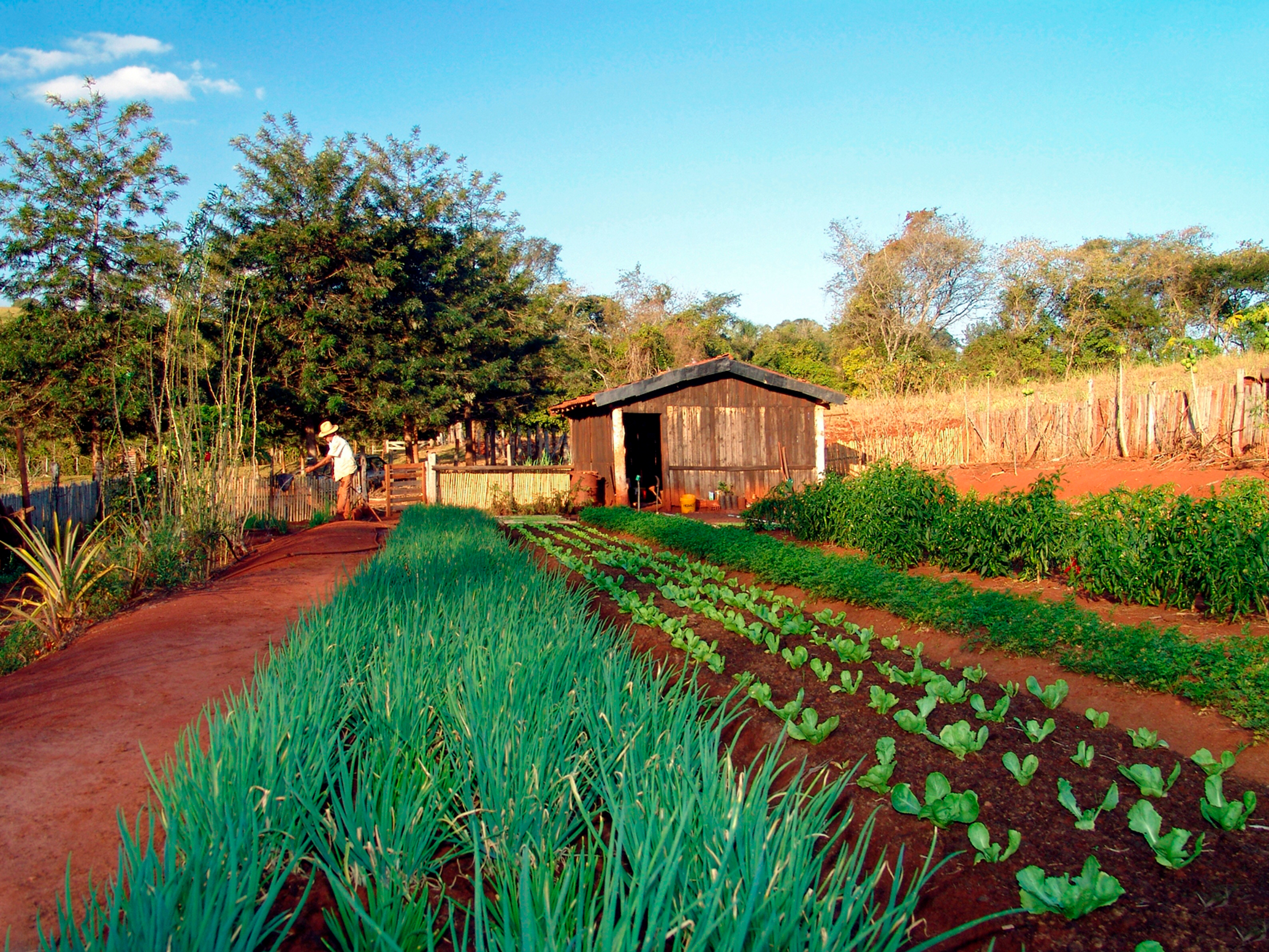 Com o imenso potencial produtivo Mato Grosso do Sul perde oportunidades - Foto: ABH