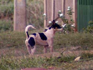 No bairro onde caso ocorreu, cães e gatos estão sendo vacinados -