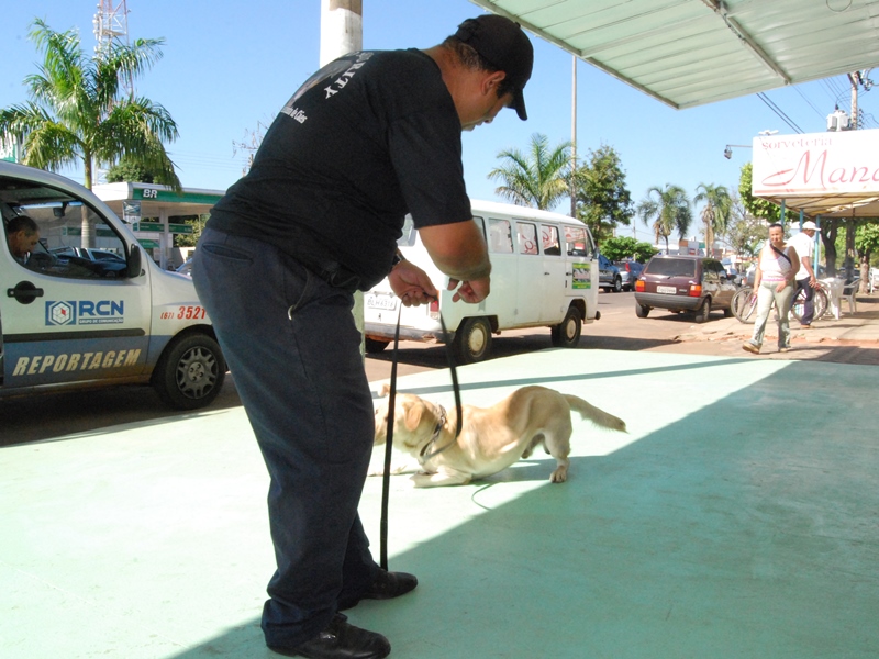 Bombeiros orientam como se defender de ataques de cães; reagir não é uma boa ideia