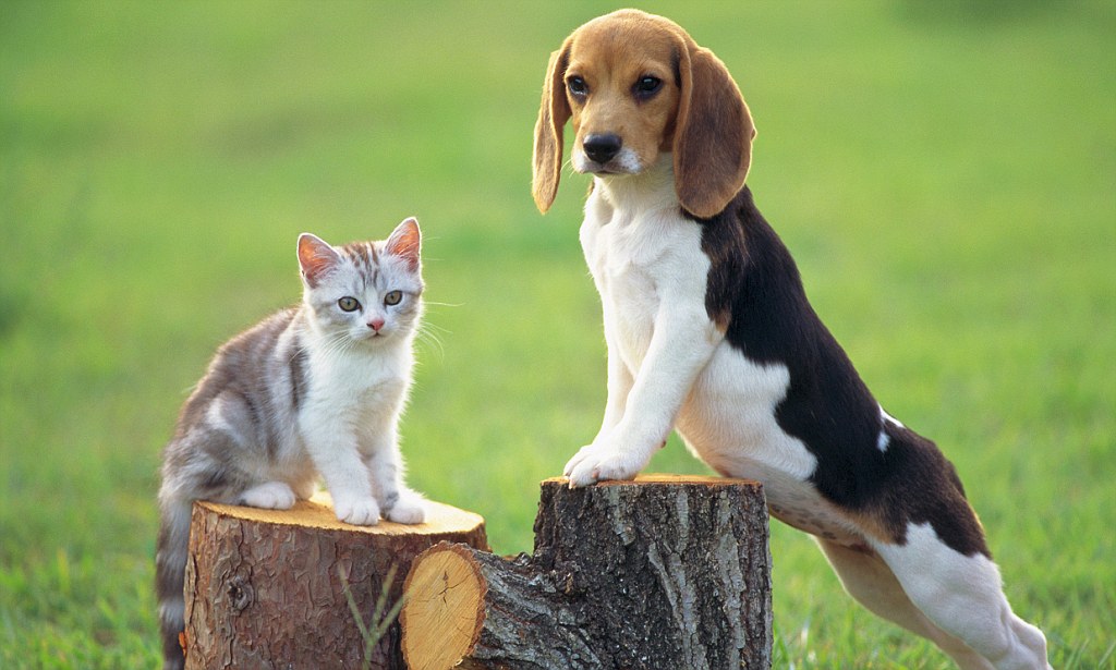 O IBGE já divulgou que o número de animais de estimação nos lares brasileiros, já ultrapassou 130 milhões de animaizinhos