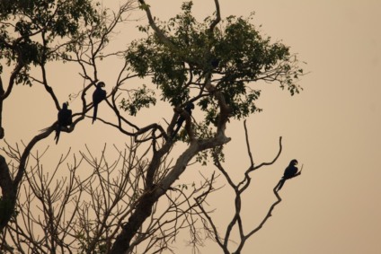 Fogo já destruiu cerca de 92% do maior santuário de araras azuis em Mato Grosso - Luciano Candisani