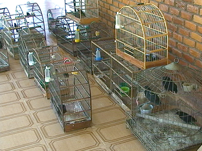 Animais foram levados ontem para o Cras, em Campo Grande -