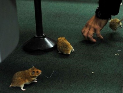 Ratos soltos no plenário no início do depoimento de Vaccari, tesoureiro do PT  - Divulgação