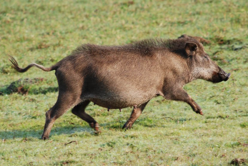 Animal representa ameaça para culturas em diversas regiões do país, mas matar é proibido - Ibama