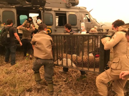 Animal teve queimaduras de segundo e terceiro grau, além de falange exposta - Marinha do Brasil