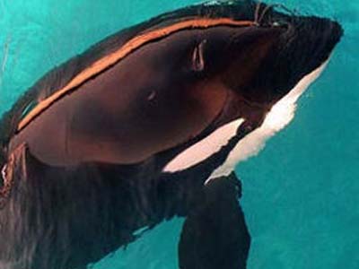 A orca - ou baleia assassina - é mascote do Nagoya Grampus e inspirou a criação de Baleião e Baleinha, personagens do Santos - A orca - ou baleia assassina - é mascote do Nagoya Grampus e inspirou a criação de Baleião e Baleinha, personagens do Santos -