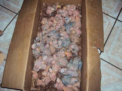 Foram apreendidos 157 filhotes de papagaios -