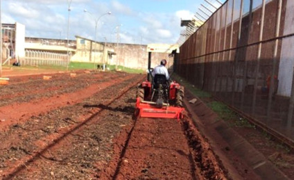 Produção atenderá o consumo dos internos e o excedente será destinado ao Banco Municipal de Alimentos - Divulgação/Agepen