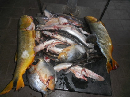 Peixes em tamanho irregular estavam escondidos na picape - Divulgação/PMA