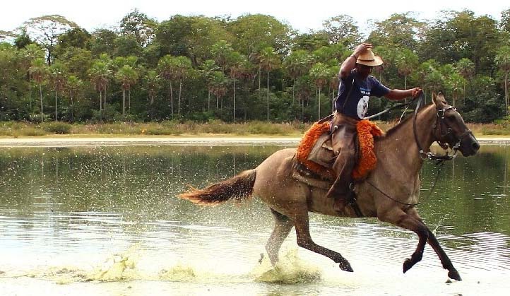 Cavalo Pantaneiro, uma raça genuinamente nacional, forjada por séculos no Pantanal - Divulgação