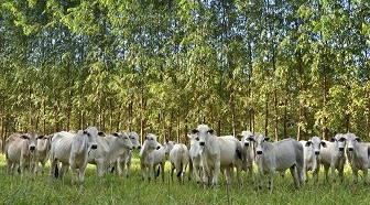 Curso reúne principais campos da agropecuária - Divulgação/Iagro