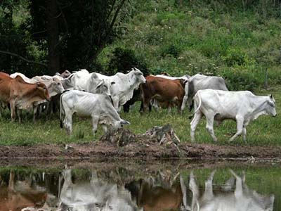 Água limpa, qualidade do rebanho -