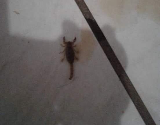 Escorpião encontrado por moradora do Jardim Planalto, em Três Lagoas  - Divulgação/Facebook