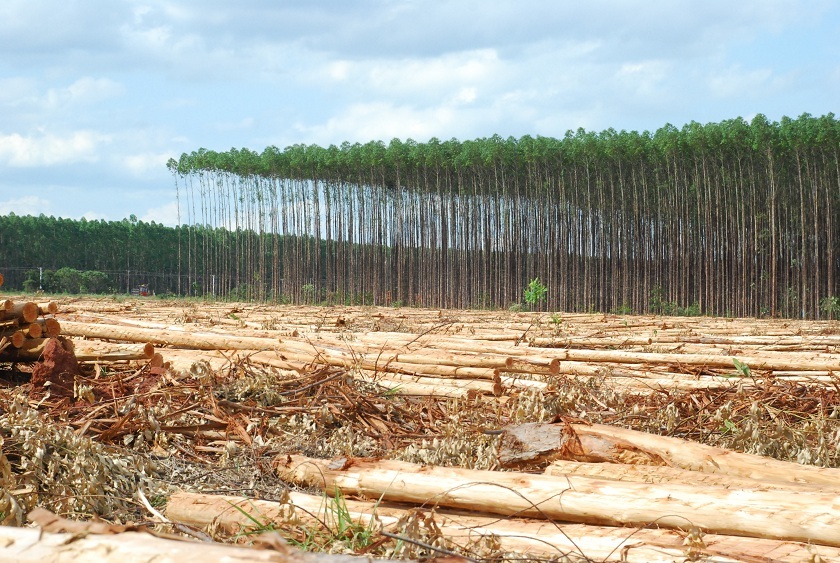 Através do levantamento será possível saber o quanto as florestas impactaram na agropecuária do município - Arquivo/JPNEWS