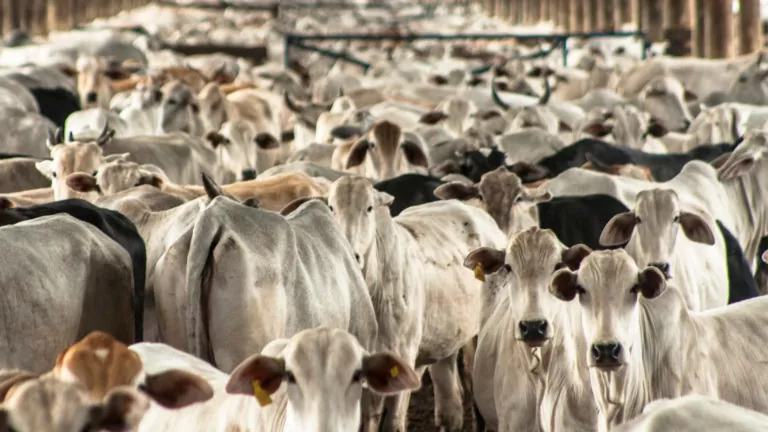 Prazo anterior era até dia 5 de outubro | Foto: Reprodução/ Mundo Agro Brasil