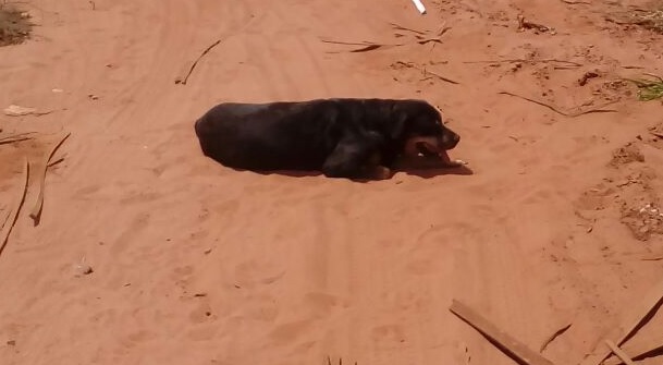 Cão com paralisia nas patas traseiras é abandonado em rua deserta; família adota - Celso Daniel/TVC