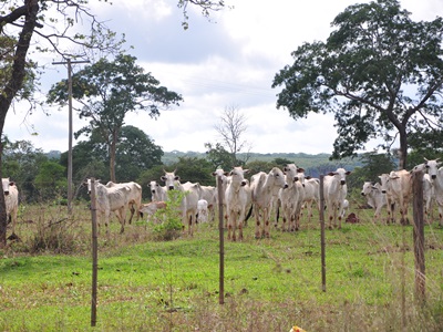 Arrecadação do Imposto sobre a Propriedade Territorial Rural apresenta queda -