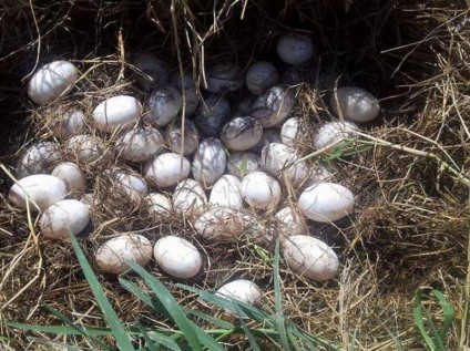 Ovos foram encontrados pelo ambientalista Manoel Pimenta