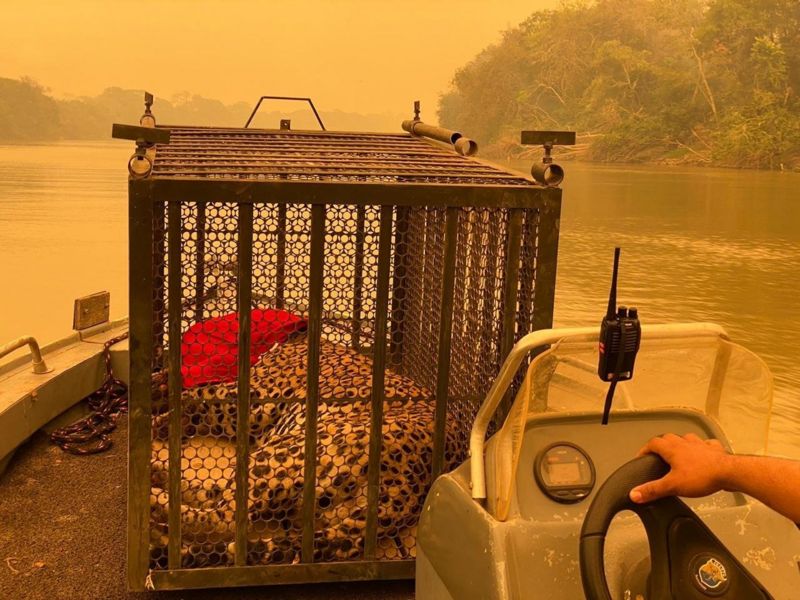 Onça pintada sendo resgatada com ferimentos provocados pelos incêndios que atigem o pantanal - JAGUAR ECOLOGICAL RESERVE