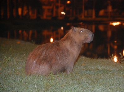 Capivaras só podem ser vistas à noite -