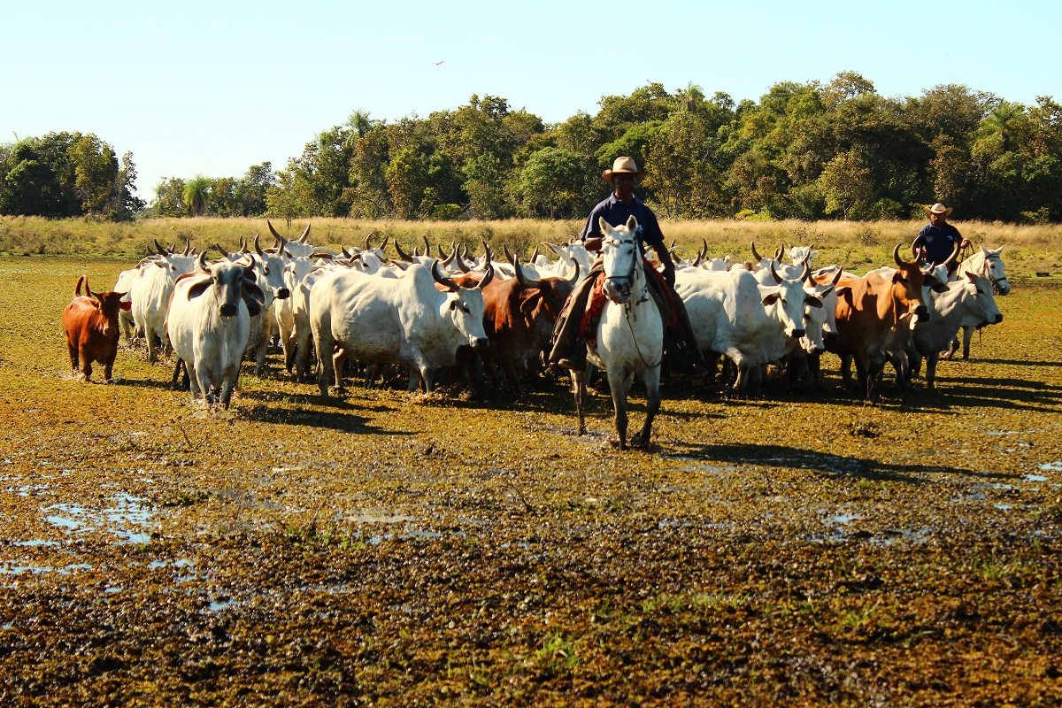 Pantanal maior planície alagada do mundo - Foto: Embrapa Pantanal