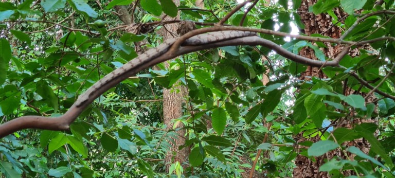 "Tranquilona", serpente curtia uma brisa num galho de uma árvore no quintal da casa de um professor - Reprodução