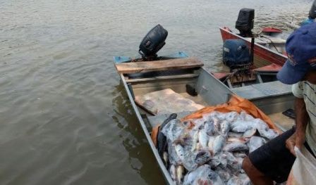 Pescadores residentes em Ribeirão Preto (SP) foram autuados por capturar 140 kg de pescado - Divulgação/Notícias MS Pescadores residentes em Ribeirão Preto (SP) foram autuados por capturar 140 kg de pescado - Divulgação/Notícias MS