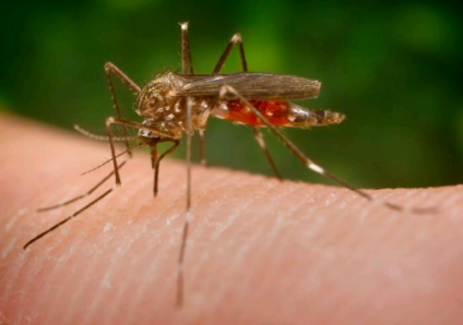 Mosquito transmissor da doença  - Divulgação 