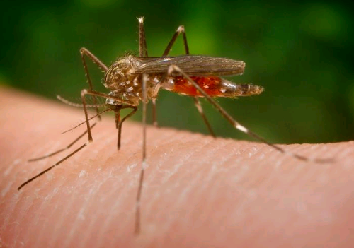 Mosquito transmissor da doença  - Divulgação 