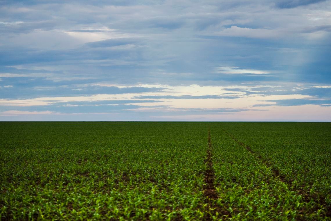 O novo marco prevê alterações nos rótulos e na bula dos agrotóxicos para facilitar a identificação de riscos para a saúde humana. - Divulgação/Marcelo Camargo