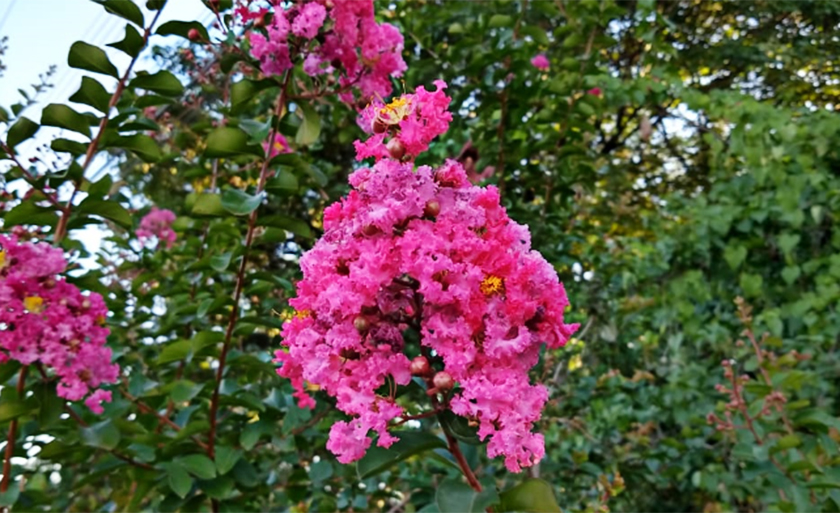 Flores cor-de-rosa colorem a cidade - Danielle Leduc/ JPNEWS