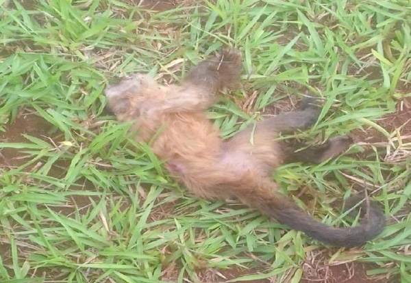 Macaco foi encontrado morto na fazenda Nova Limeira - Imagem postada no site Maracajúspeed