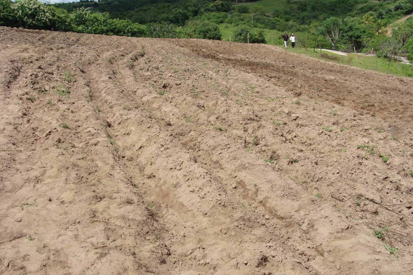 Aplicação de novas técnicas melhora produtividade da agricultura e da criação de animais - Divulgação/Embrapa Aplicação de novas técnicas melhora produtividade da agricultura e da criação de animais - Divulgação/Embrapa