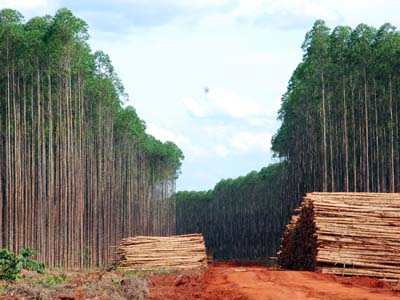 ?Posso adiantar que elas estudam a região Leste e que dependem de florestas, de eucalipto?, disse Tereza Cristina - ?Posso adiantar que elas estudam a região Leste e que dependem de florestas, de eucalipto?, disse Tereza Cristina -