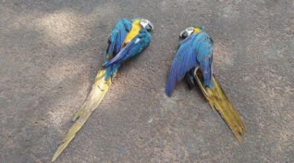 Araras da espécie Ara ararauna (arara-canindé) foram encontradas atropeladas na BR-163 - Divulgação/Notícias MS