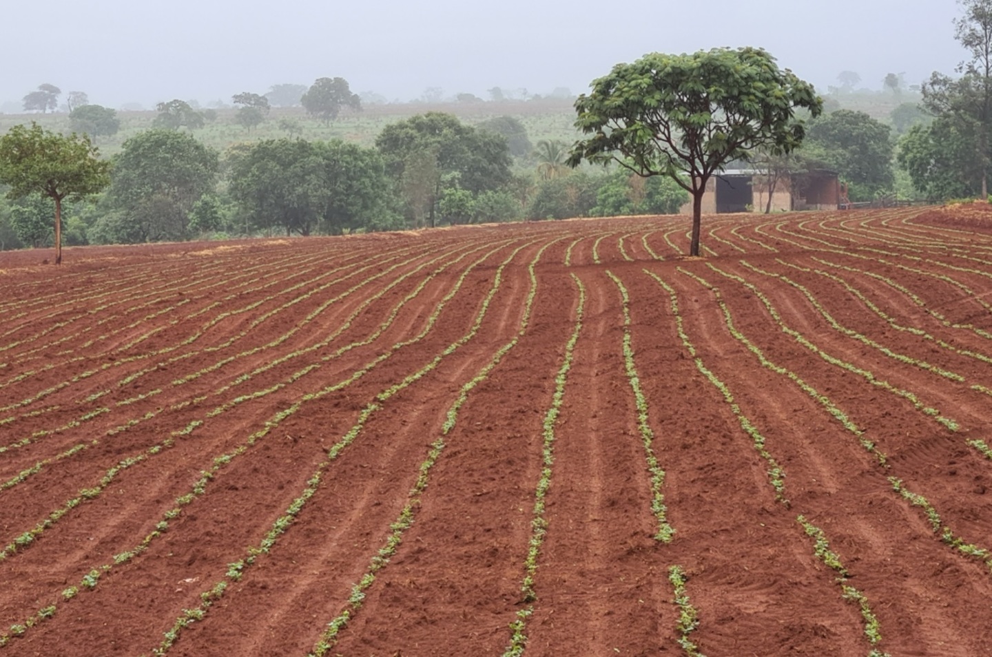 O objetivo, de acordo com o Sindicato Rural é estimular o desenvolvimento de novas culturas agrícolas - Divulgação/Sindicato Rural