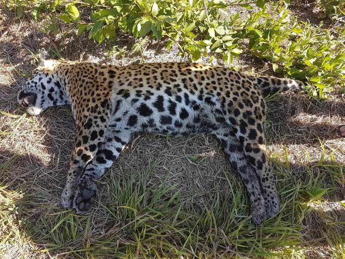 A onça de 70kg é uma fêmea e apresentava sinais de atropelamento - Foto: Danieli Mathias